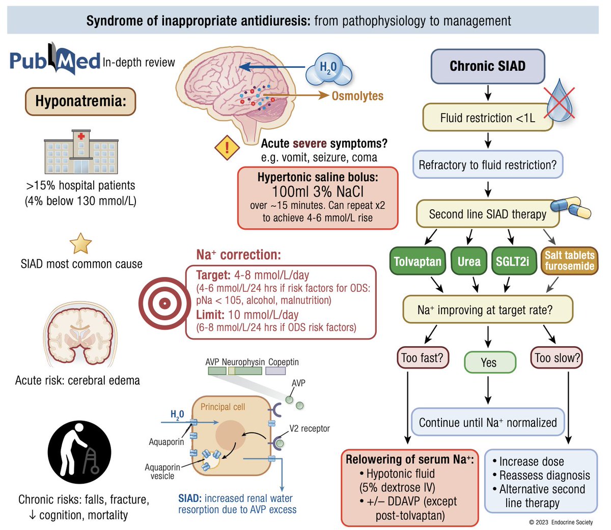 ramosmd's tweet image. Quiero compartir lo que a mi gusto es la mas completa y util revisión del Síndrome de antidiuresis inapropiada #SIAD: 
Abarca desde mecanismos fisiopatológicos hasta  aplicación clinica, diagnósticos diferenciales y considera uso de iSGLT2 como tratamiento
#Endotwitter…