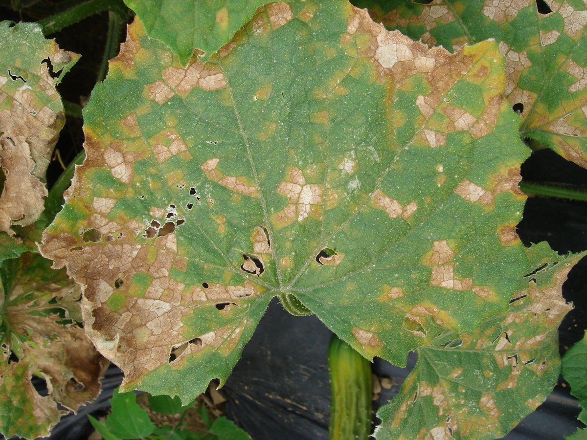 Cucumber downy mildew was confirmed in MI by the MSU Hausbec lab today. It hasn't been reported  in Ohio yet, but it will soon be here if not already. Northern Ohio cumber and melon growers should amp up their fungicide program to protect their crops. See go.osu.edu/Cbs4