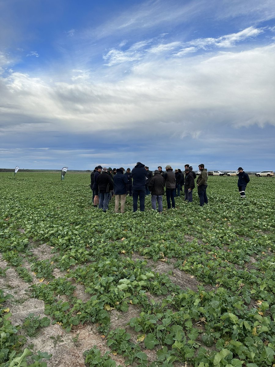 spraytec_aus's tweet photo. Hosting a Gairdner trial walk and product demonstration in support of @Wellstead_Rural and @DavidGrayAglink. Assessing efficacy of our solutions #FULLTECMAX and #TOPZINCMAX in combination with Clethodim 360 and Tenet 500 at sub-lethal rates, growers were excited by early results! https://t.co/Pz19EUSX2O