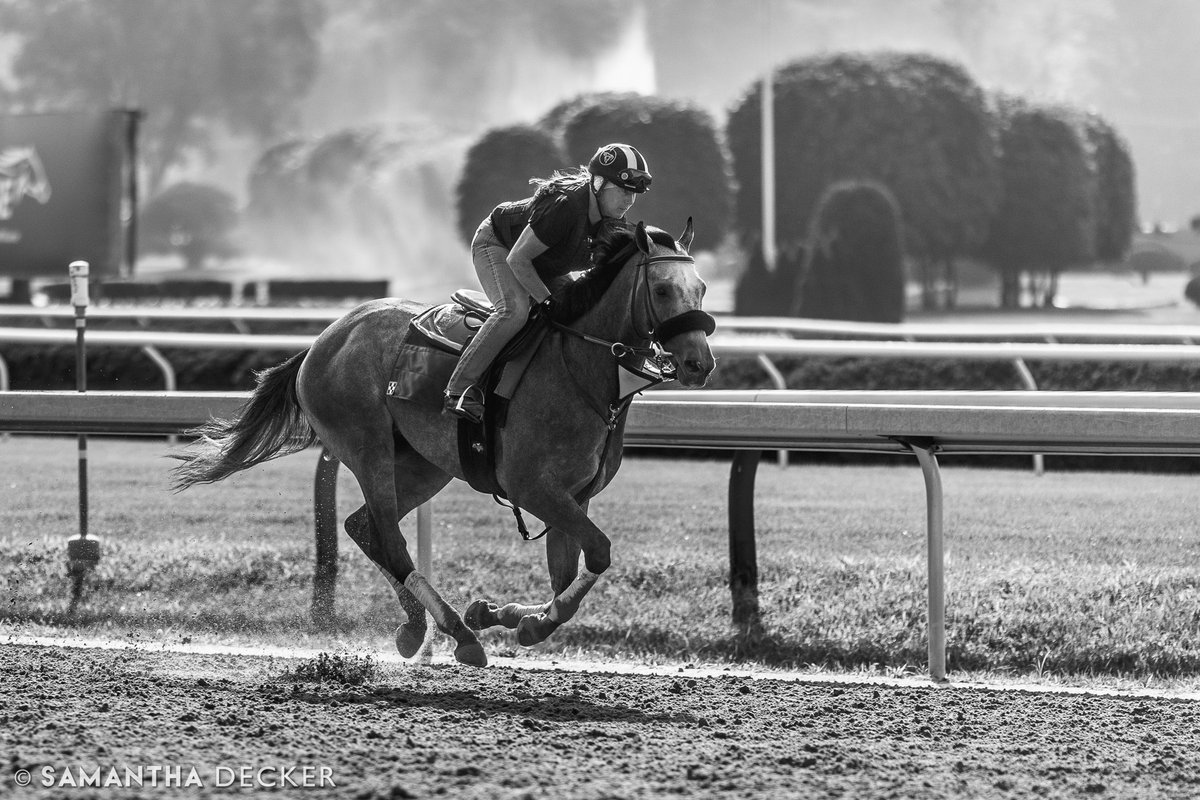 Belmont Stakes winner Arcangelo is exercised over Saratoga's main track yesterday morning by Fiona Goodwin, assistant to trainer @jenaantonucci ...I chose gray tones for this beautiful gray horse. https://t.co/LEJrSaxOij
