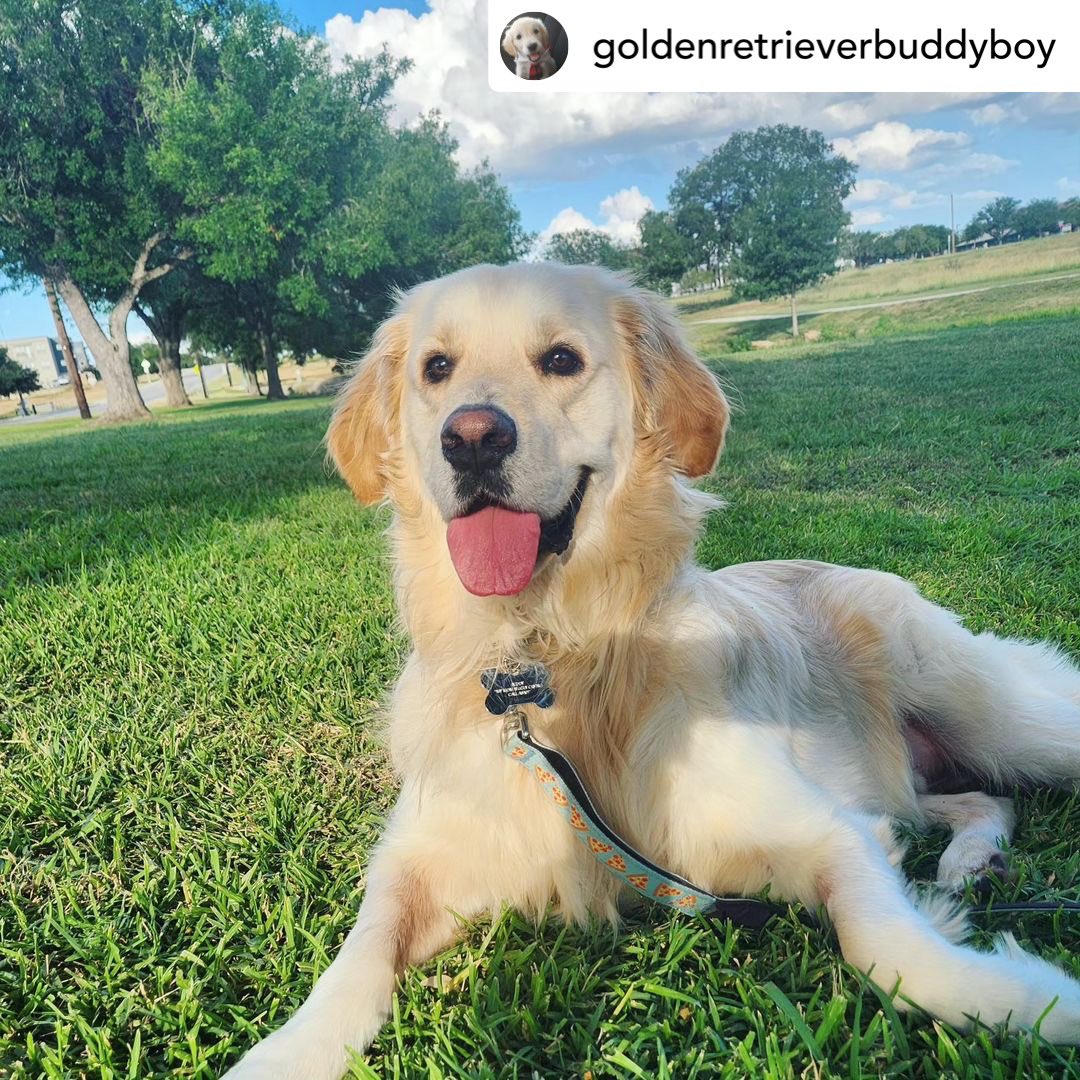 This good boy has a pizza our heart. 🍕♥️ #greenlinesa