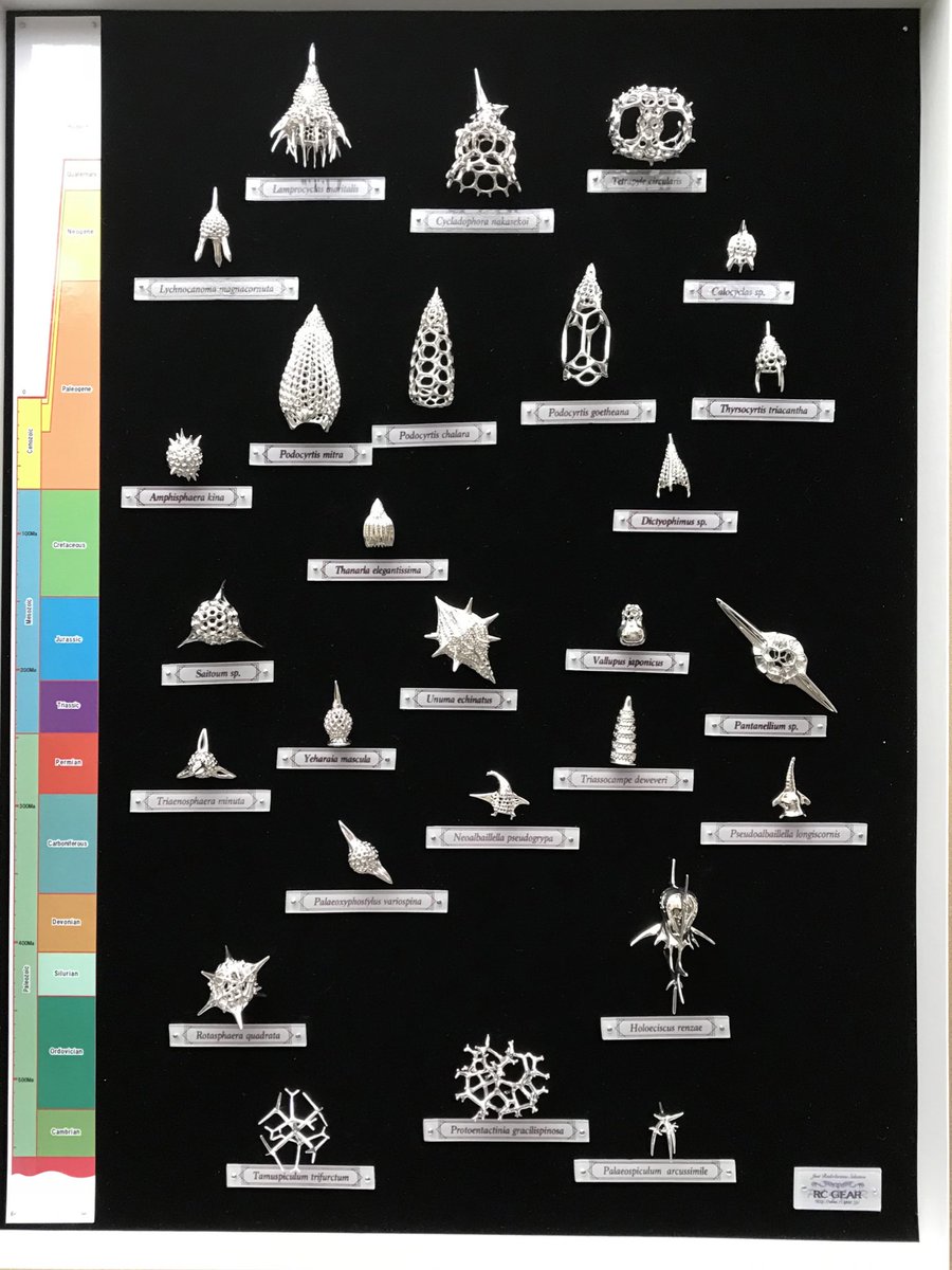 SarahKachovich's tweet photo. Give the RAD-est gift ever to your friends, colleagues or loved ones!
Seriously cannot recommend @hayato_rc's incredible #Radiolarian merch enough! You have a huge choice of forms from radiolarian's half-a-billion year evolution! #microfossils #3Dprinting #WearableScience https://t.co/TbH5VE0cQb
