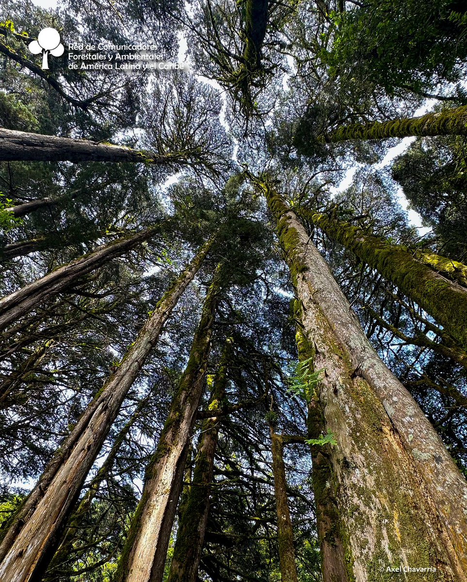 #DíadeEducaciónAmbiental.
 Ciprés, su nombre científico es Cupressus lusitánica.
El uso más común del ciprés, se cultiva en plantaciones puras y en algunos países es la especie preferida para los árboles de navidad. 
F. bsf.catie.ac.cr
📸Axel Chavarría 
#RECOFALC  #bosque