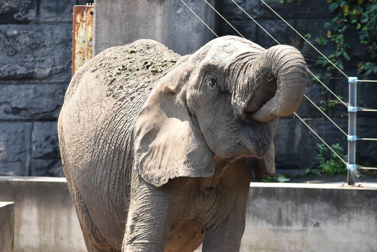 omoriyama_zoo's tweet photo. 【動物園の営業を再開します】
７月16日から20日まで大雨の影響により臨時休園をしていましたが、明日(21日)から動物園の営業を再開します。
それに伴い、大森山ゆうえんちアニパ、大森山公園キャンプ場の利用も再開します。
みなさまのご来園を心よりお待ちしております。 https://t.co/Fp9TRlR3Fv