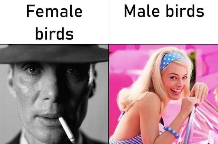 only bird people will get this
