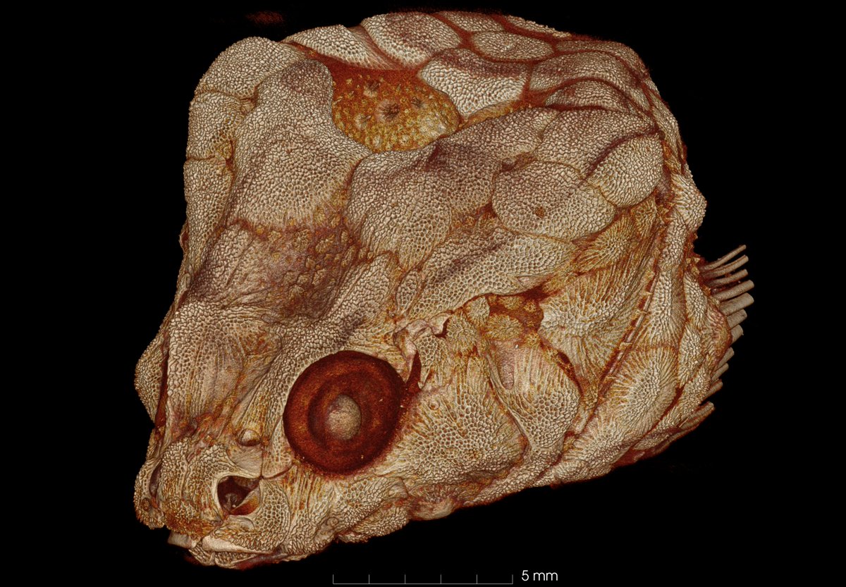 Daniel Geldof tweet media