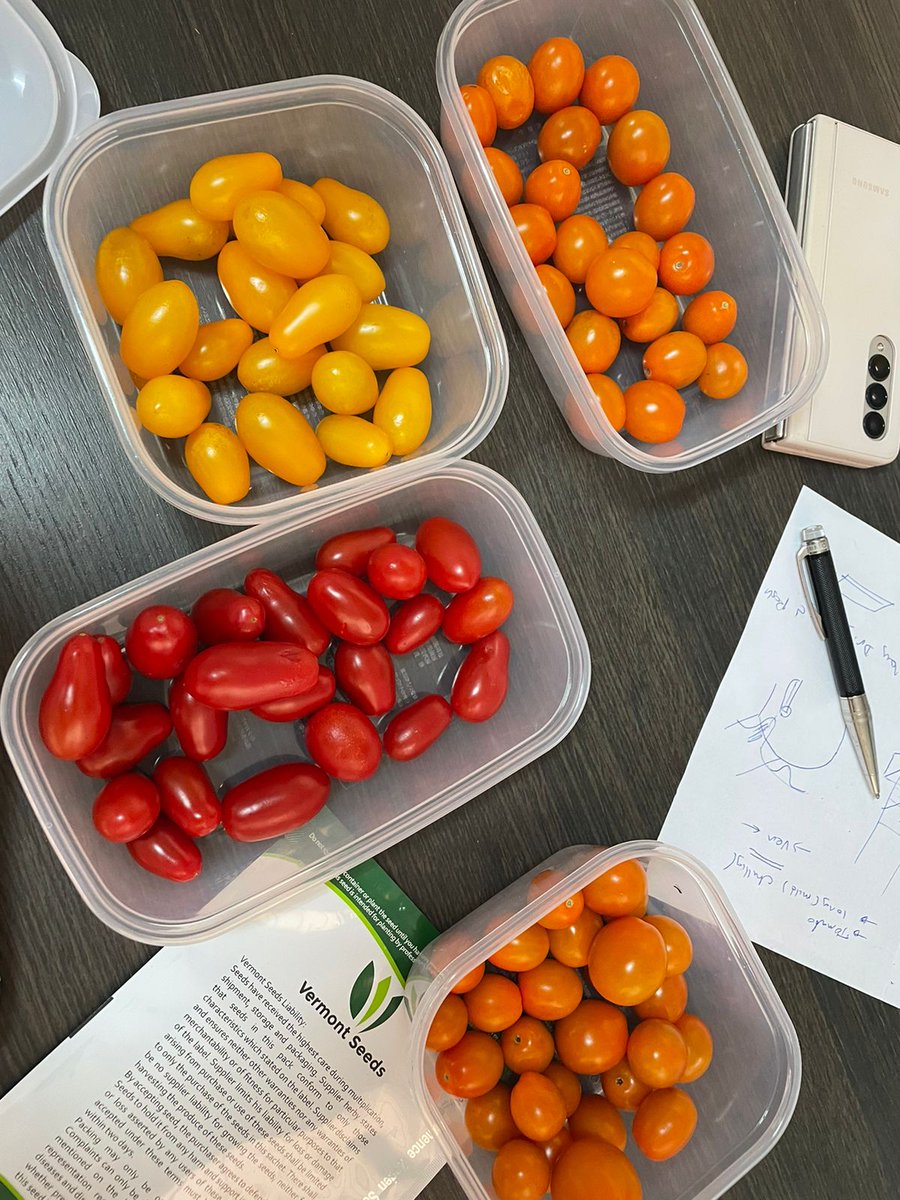 Beautiful and tasty cherry tomatoes grown with RDI's system in greenhouses at Agro Farm Co., LTD, in Joso, Japan! Is your mouth watering yet? 😁

#cherrytomatoes #greenhousegrown #agriculture #farming #japan #agtech #irrigation #responsivedripirrigation