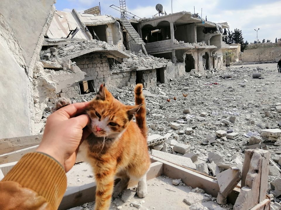 Free_Media_Hub's tweet photo. Ginger in the rough #Syria https://t.co/LmILoT9FhC