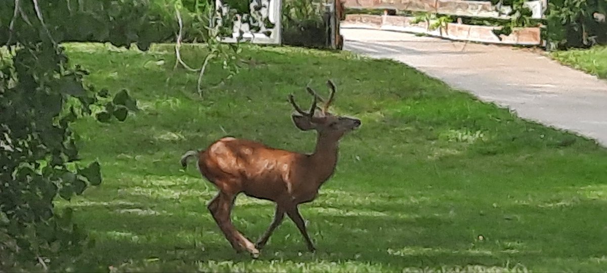 nick manely tweet media