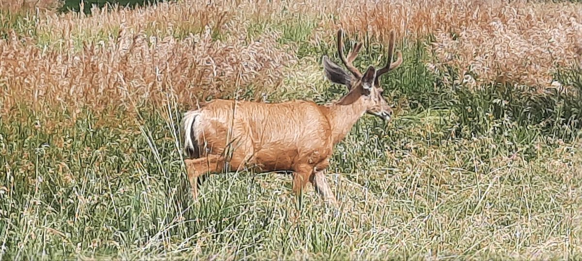 nick manely tweet media