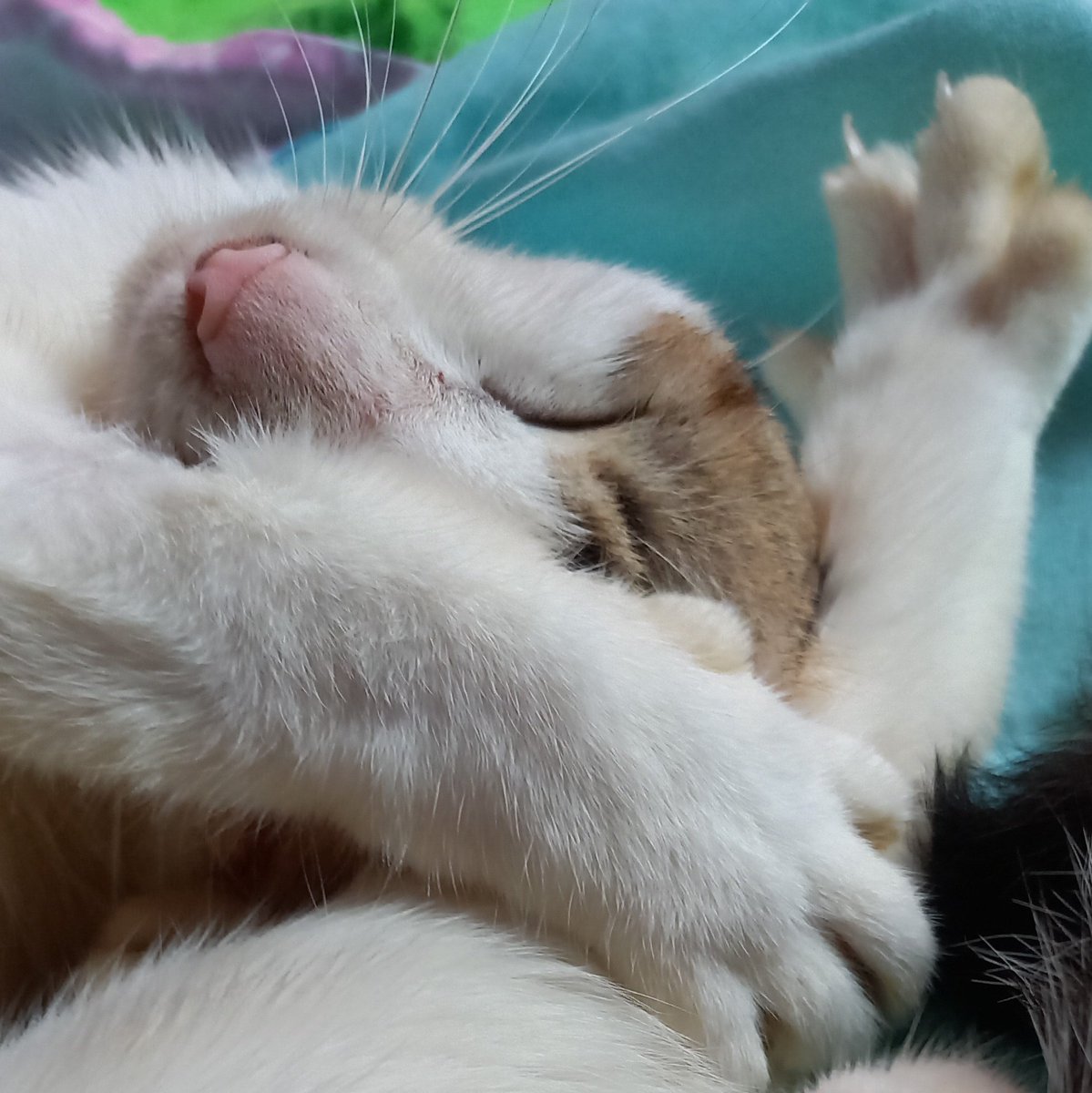 yeeunlatina's tweet photo. #petsforcache https://t.co/U2h6giRCkk