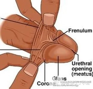 性学Larry老师 tweet media