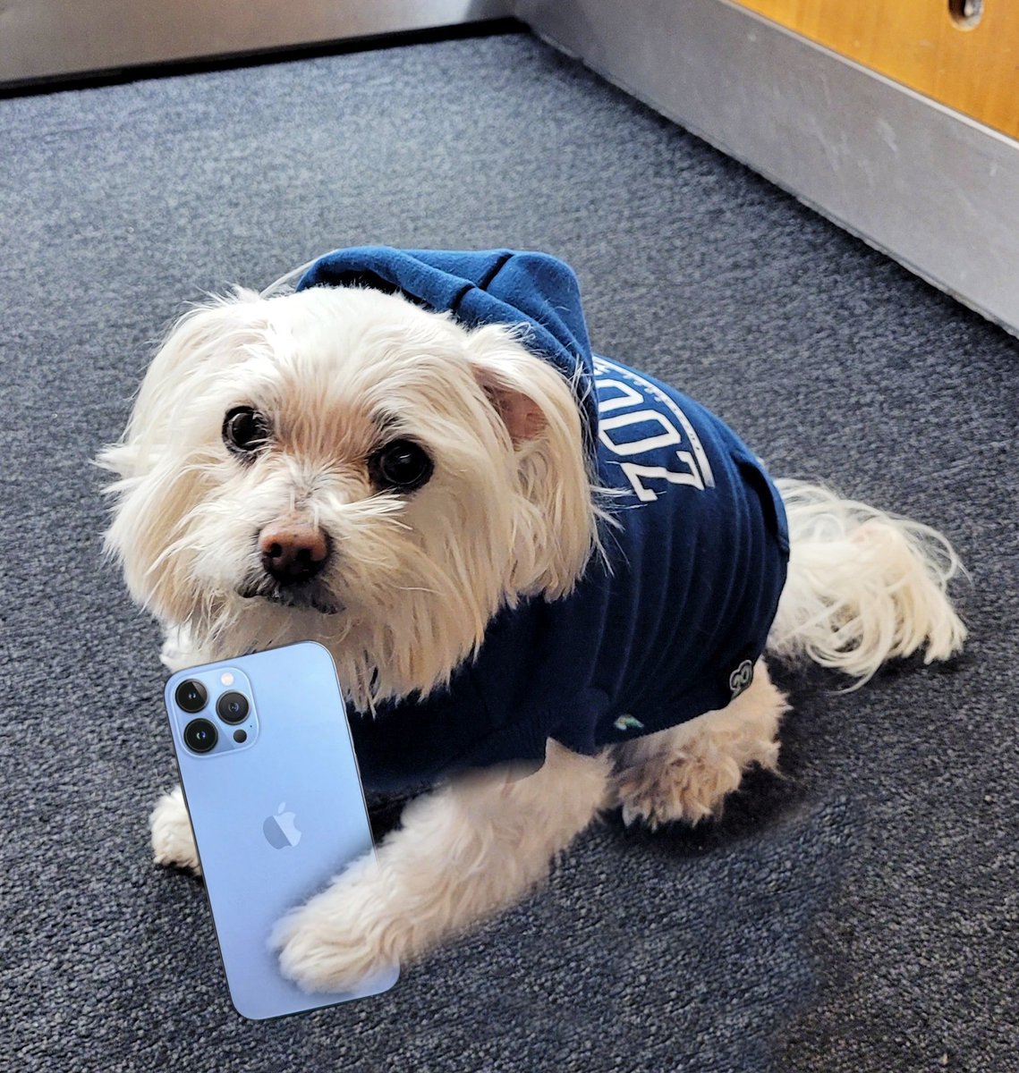 Caught Tao trying to take a selfie 😂 #MeAndMyTao #Maltese #CuteDogs #DogsofTwitter #DogsofMelbourne