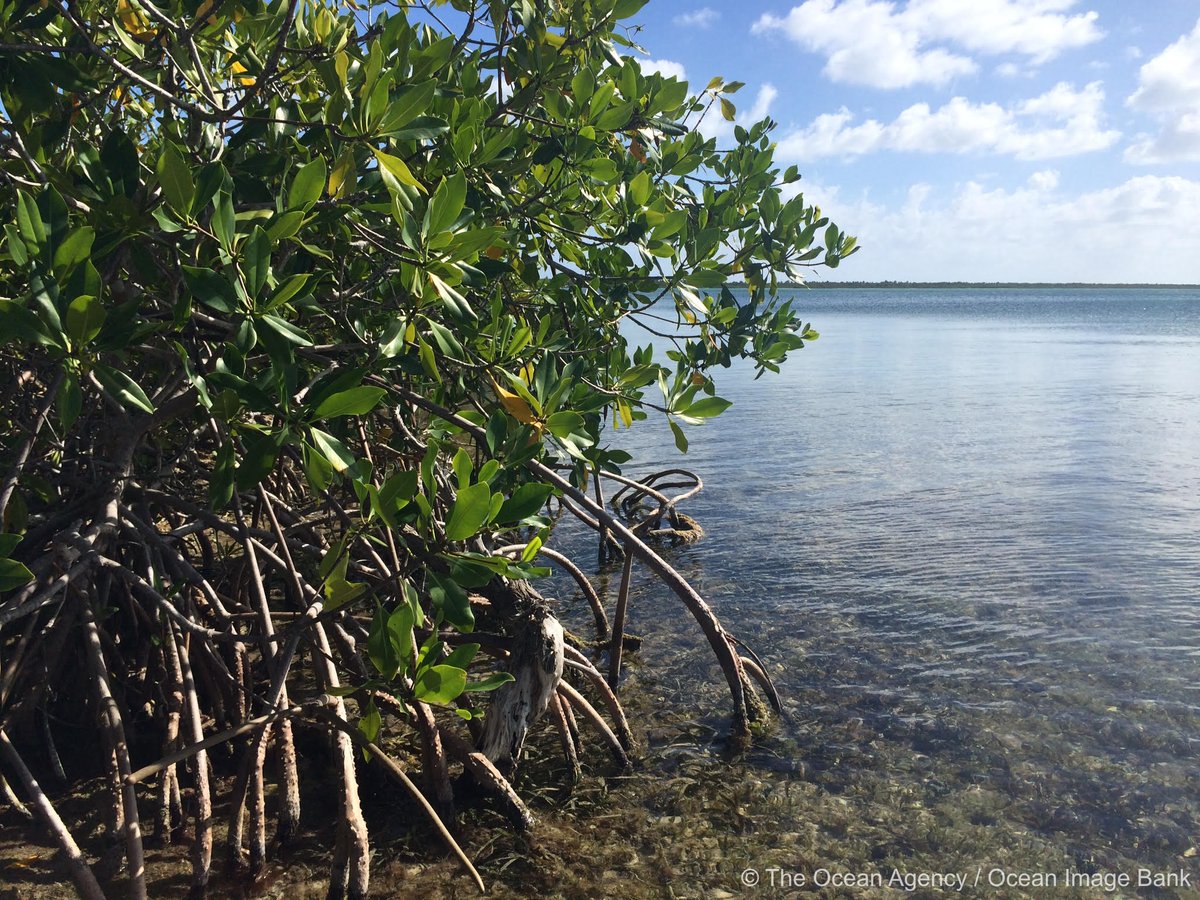UN Ocean Decade tweet media