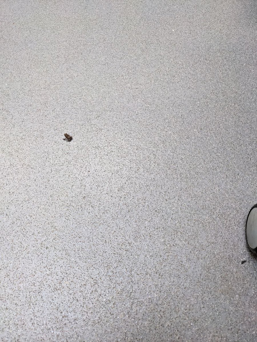 froglifers's tweet photo. Staff member Kelvin had a special day recently at @lesnes_abbey. After summer rain, 100s of tiny #toadlets emerged from Abbey Ponds! Kelvin noticed one as it made its way into the office! Just another reason to get involved with the #LondonBlueChain https://t.co/73Wt1K9r2y https://t.co/RKHp6R02As