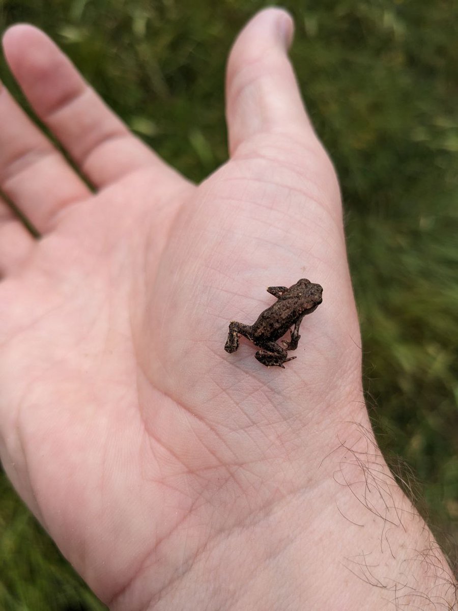 froglifers's tweet photo. Staff member Kelvin had a special day recently at @lesnes_abbey. After summer rain, 100s of tiny #toadlets emerged from Abbey Ponds! Kelvin noticed one as it made its way into the office! Just another reason to get involved with the #LondonBlueChain https://t.co/73Wt1K9r2y https://t.co/RKHp6R02As