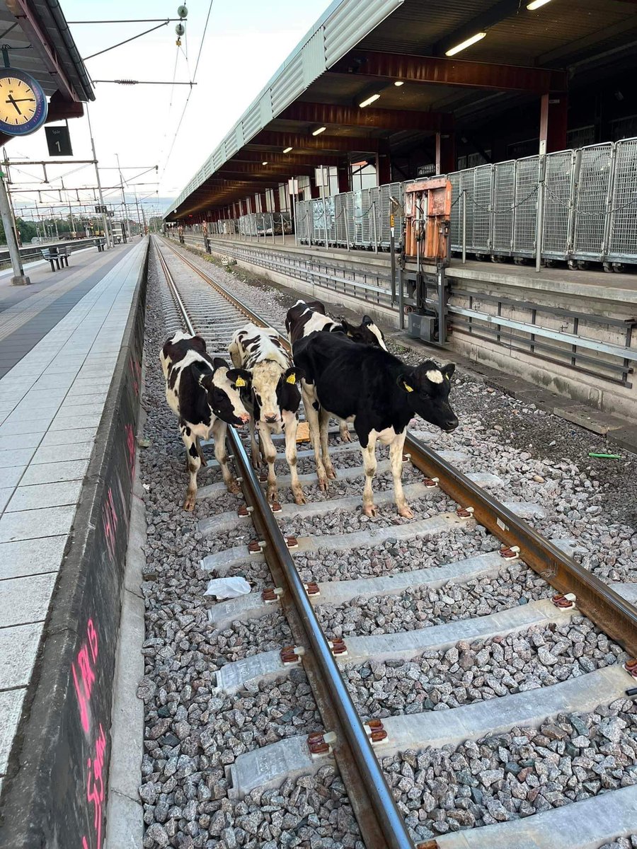 Som På Räls 🚂 tweet media