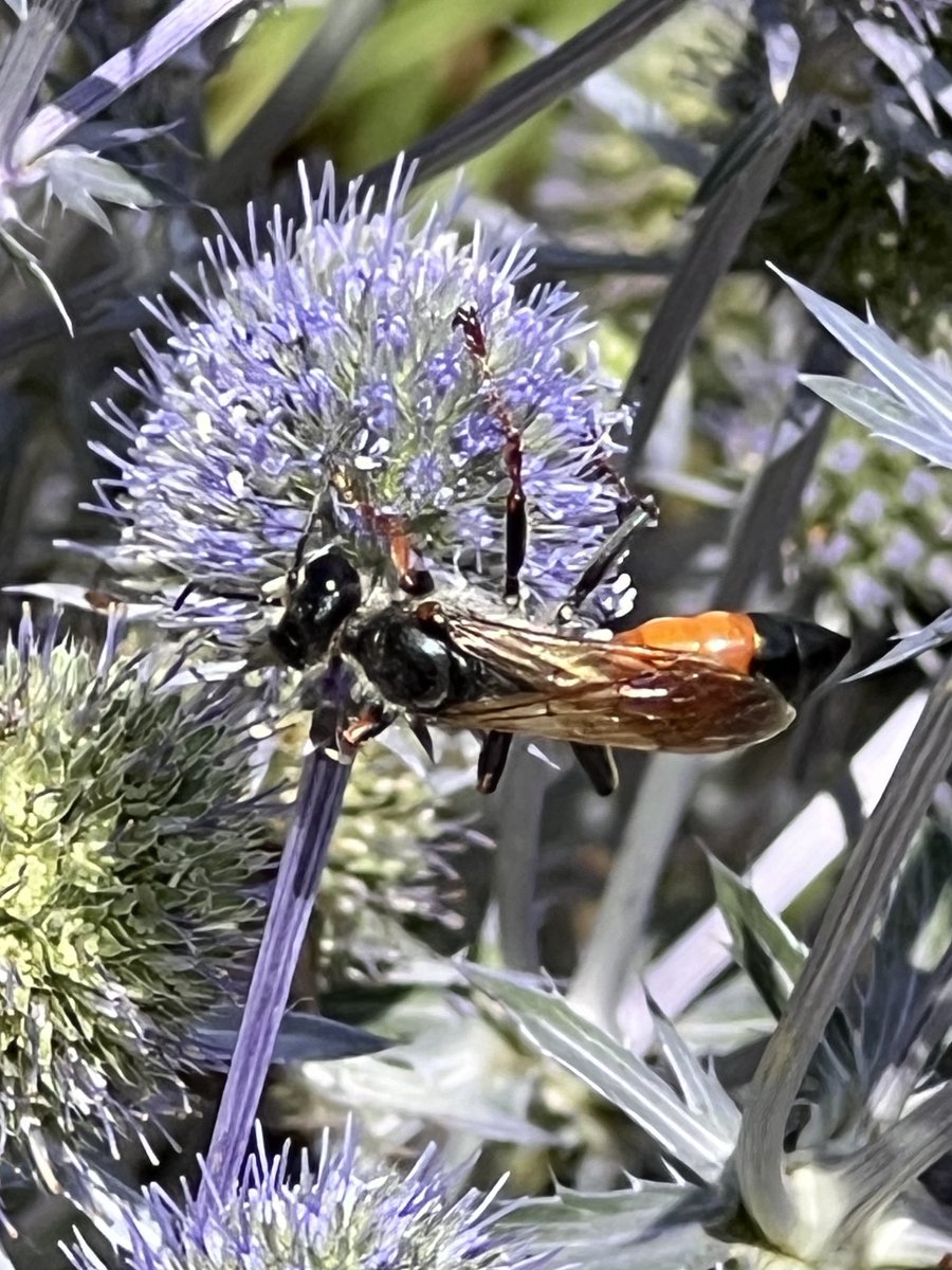 WeerkampJos's tweet photo. Goedemorgen. Wat een insecten lokker is de #kogeldistel. Bijna op elke bol zit wel een insect. Voor mij is deze nieuw. #SabelSprinkhanenDoder Mooie donderdag. #DDK #julibloeiers @wilma_meijerink 💜🍀💜 https://t.co/wpvpJkYoes