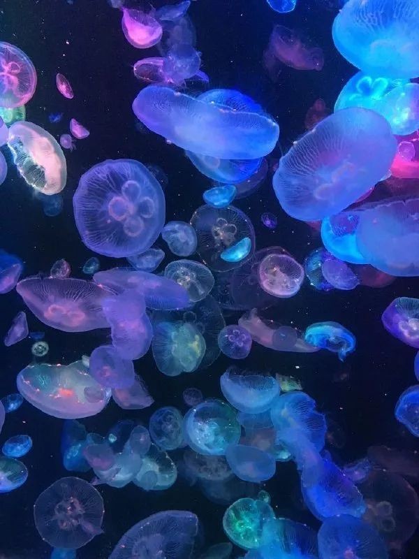 marinecuties's tweet photo. 🪼 Neon lights !! https://t.co/wzeIH9Vjvd