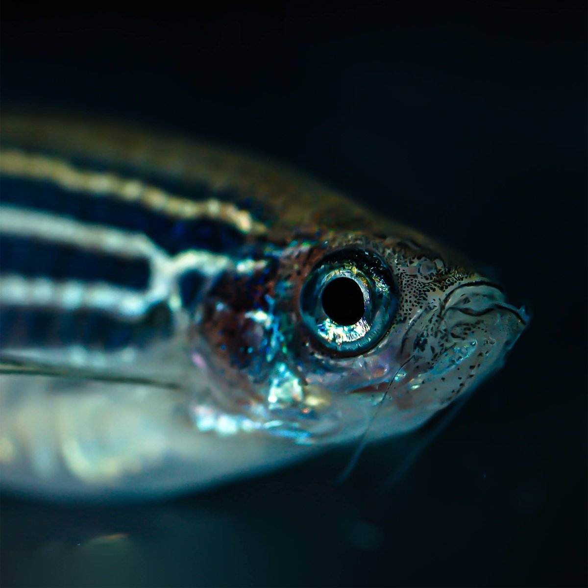 Zebrafish Rock! tweet media