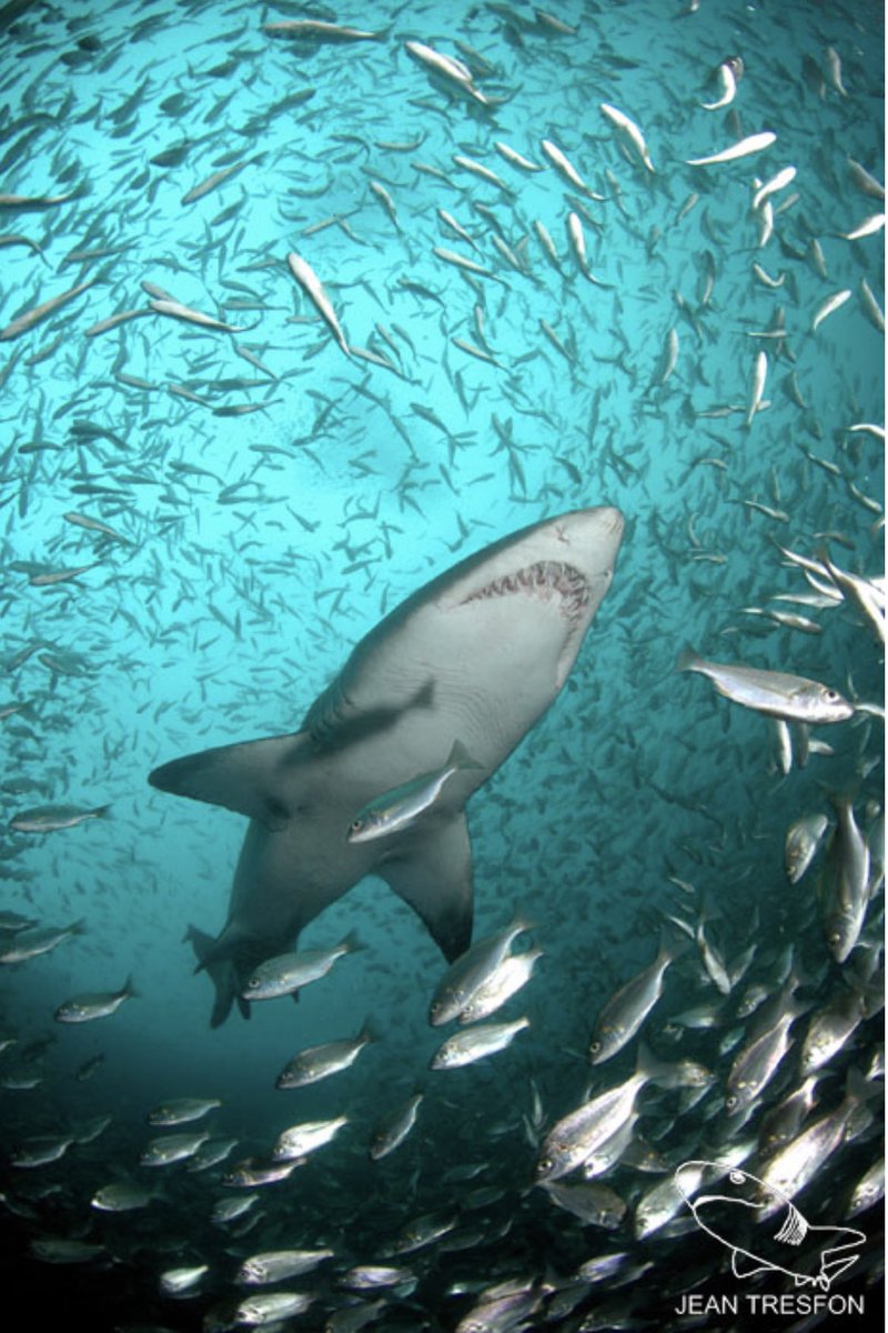emsfoundationsa's tweet photo. Sharks, rays and chimeras are part of an estimated one million species that currently face extinction. @environmentza https://t.co/niyWVibMnj image: @JeanTresfon https://t.co/G06G5HtwST