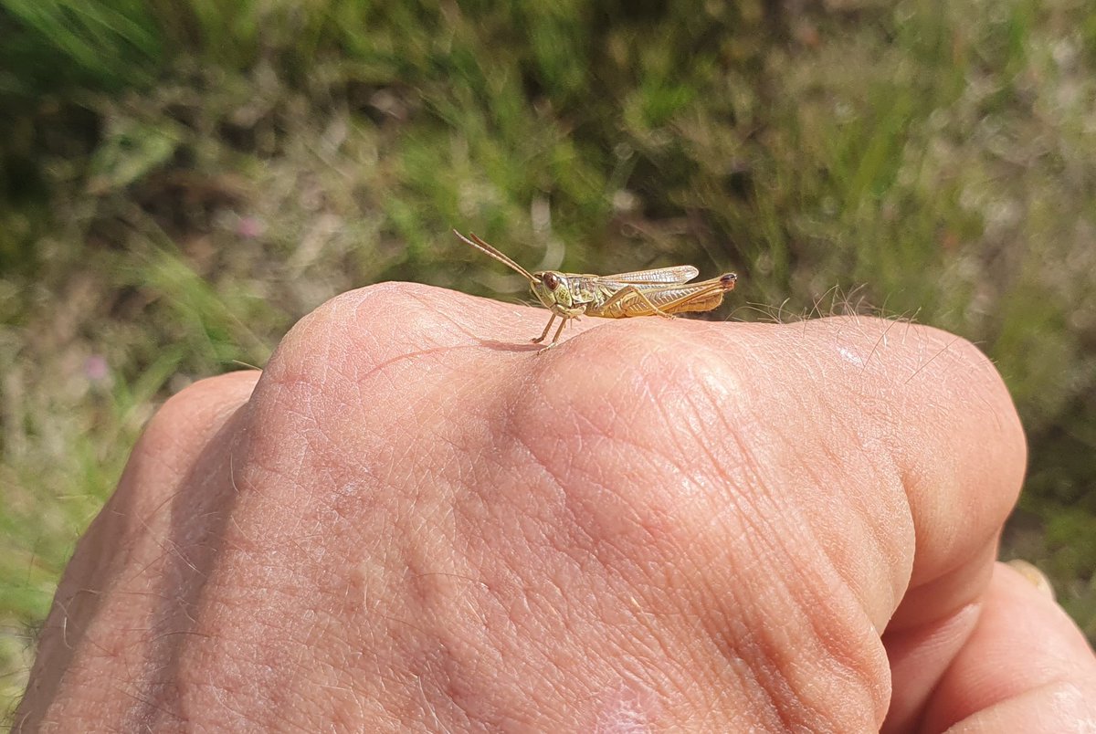 FritsvanLaar's tweet image. Ik heb een #Krasser op m'n hand..😊

#Dwingelderveld