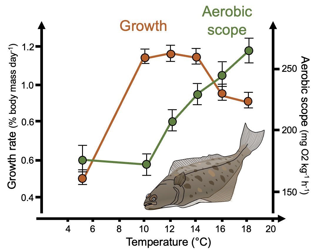 The experiment was a 4 month acclimation to a range of temperatures, and showed that aerobic scope increased up to 18C while growth declined above 12C. We concluded that oxygen transport was not limiting growth at high temperatures, contradicting a central OCLTT prediction.