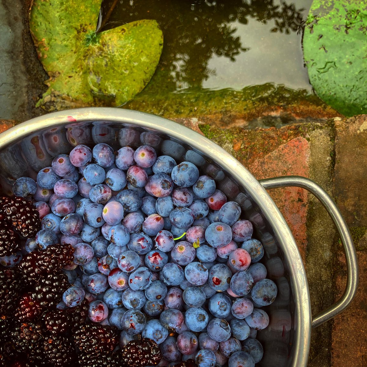 Goodmorning y’all!🫐#pickingtime #blackberries #blueberries #fruit #foodforest #mybackyard