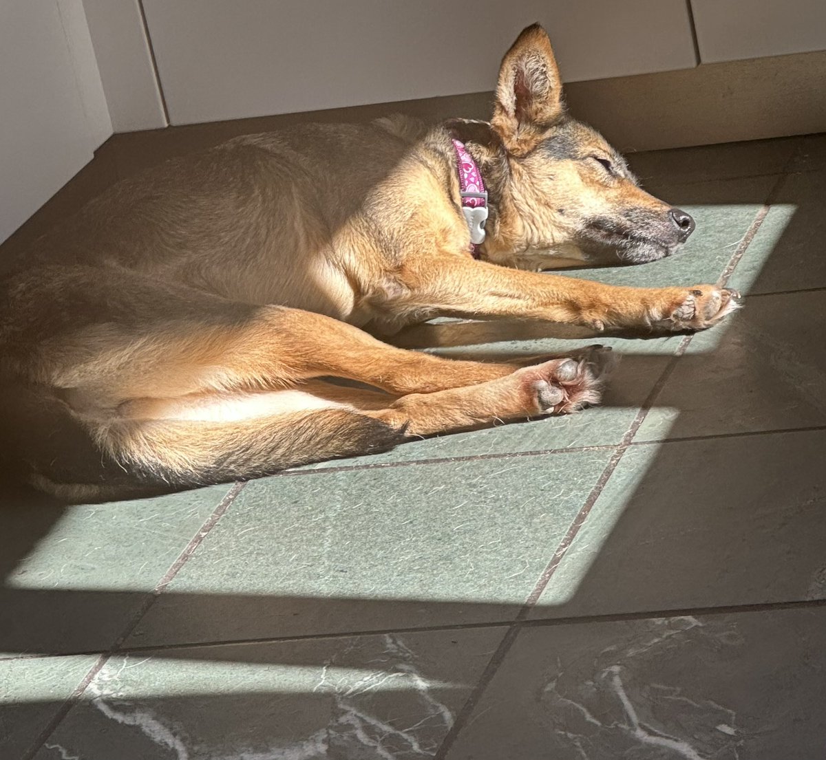 ruskin147's tweet photo. One relaxed #sophiefromromania https://t.co/ibrNrlAQWA