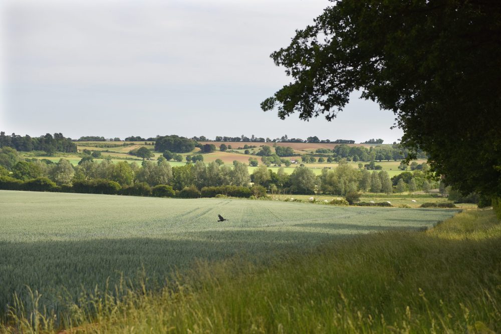 DedhamValeNL's tweet image. Hedgerows are an overlooked feature of the landscape, but they help to stitch together the countryside 🌳

Hedgerows provide homes and corridors for wildlife such as hedgehogs, birds &amp;amp; dormice, whilst capturing carbon

Learn more about hedgerows
👉 ow.ly/7rPb50NRjvy