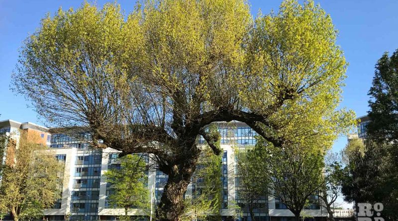 Tower Hamlets' rarest tree has been standing in Meath Gardens for several centuries. It even witnessed the opening of the gardens on this day in 1894. 🌲🌳🌲 A constant presence in our fast-changing East End, we uncover its story... romanroadlondon.com/black-poplar-t…