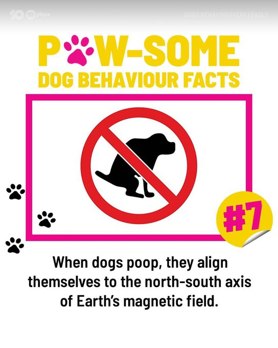 cricketteascouk's tweet photo. Saw this here on Twitter and as a relatively new dog owner checking it out - Georges morning primary poop was N-S and later, secondary nugget amazingly N-S. Any other evidence? No videos or photos please. George also does an elaborate helicopter manoeuvre to align correctly. https://t.co/RRJ7chTZ5H