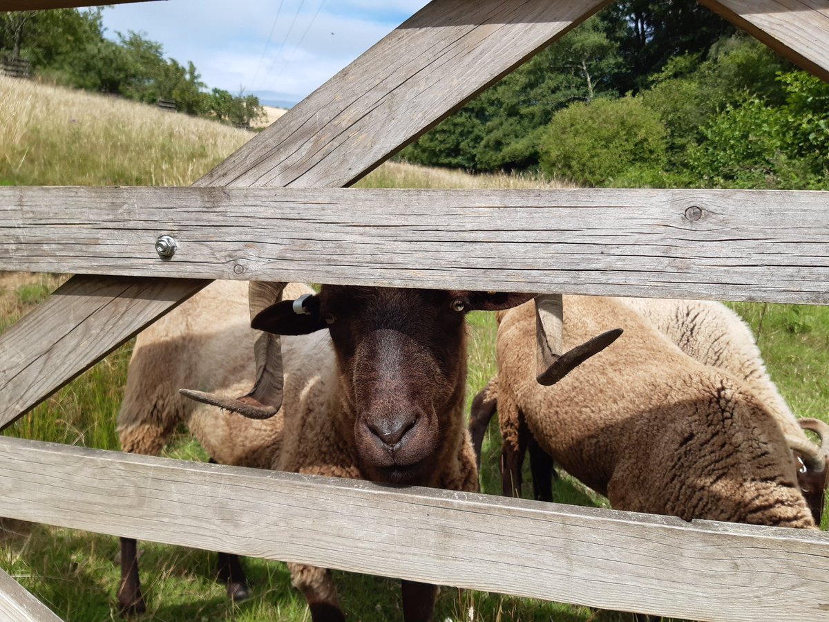 singingjane3's tweet photo. @smmretreat Impossibly blue skies, warm sun and cool breezes this week ... and of course, sheep!  @smmretreat https://t.co/ND7BLTq7aX