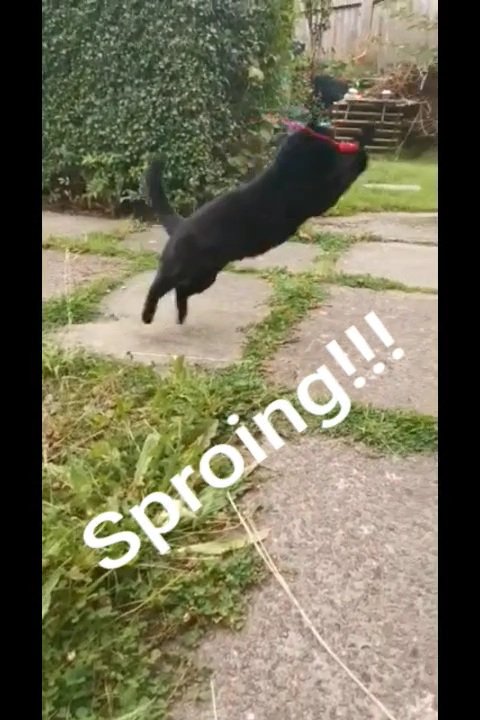 BagginsSuperCat's tweet photo. @Hedgewatchers #WorldJumpingDay (or sproing day..)
I got that nailed HQ!!!!!! Hehehemeow!!
#sproing
#hedgewatch https://t.co/jpr8uRv1Qz