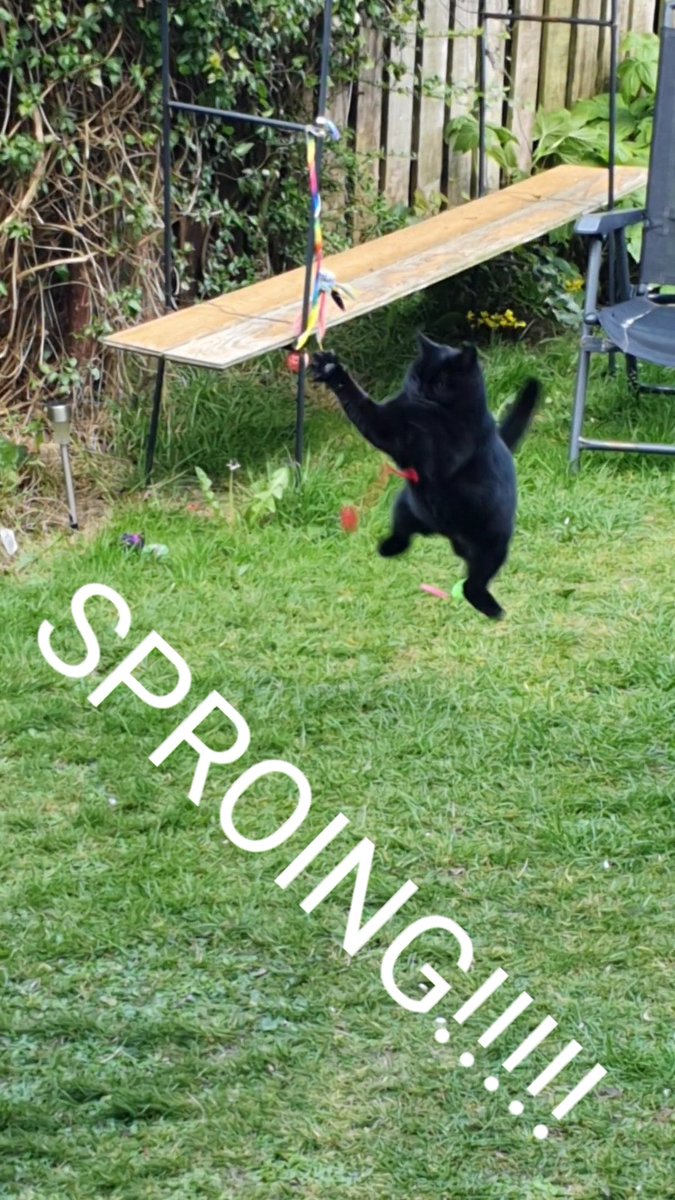BagginsSuperCat's tweet photo. @Hedgewatchers #WorldJumpingDay (or sproing day..)
I got that nailed HQ!!!!!! Hehehemeow!!
#sproing
#hedgewatch https://t.co/jpr8uRv1Qz