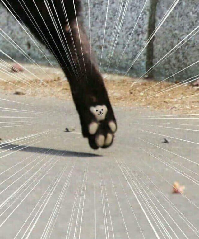 My honest reaction every time i see my pets paws 🥲