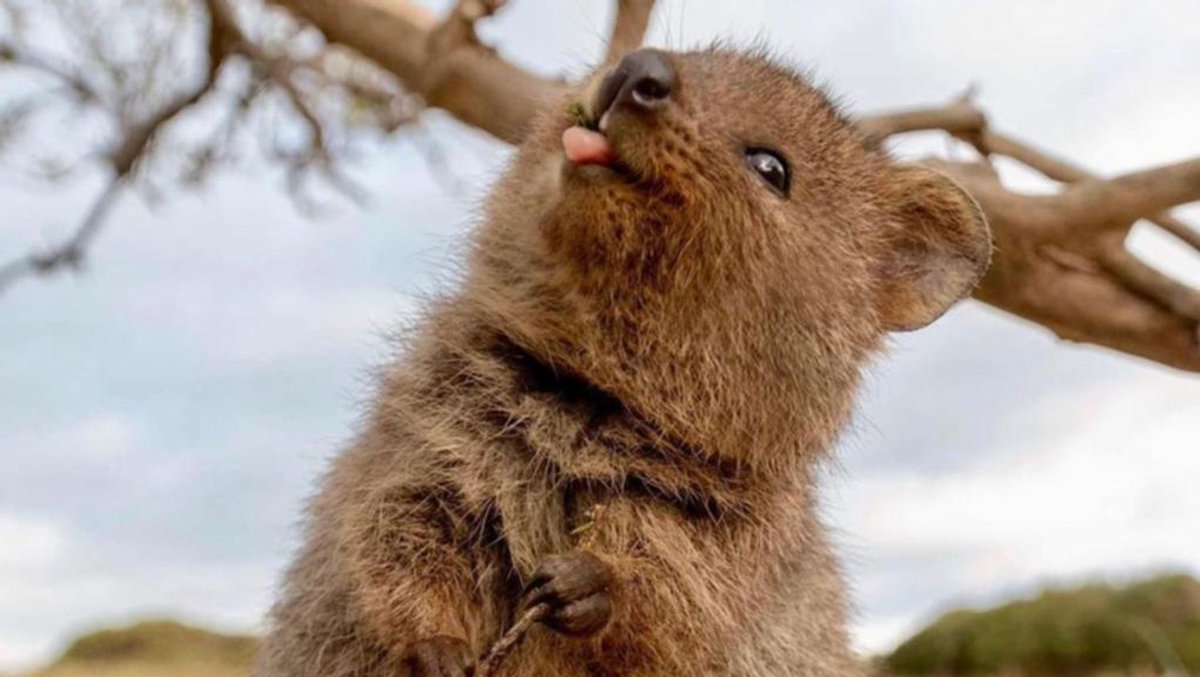 Quokka Every Hour (@quokkaeveryhour) on Twitter photo 