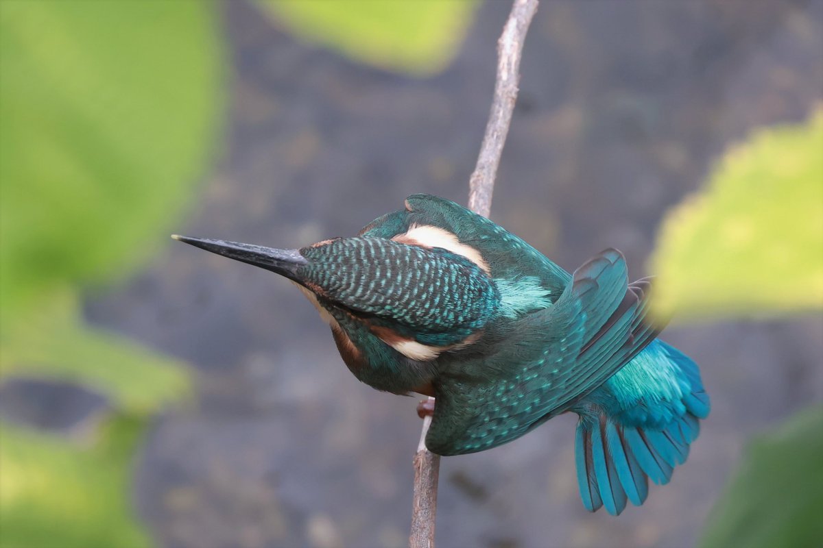 toczomaldiver's tweet photo. くつろぐ若さま🩵

#kingfisher 
#カワセミ
#翡翠
#幼鳥 https://t.co/FhLFJuDnb1