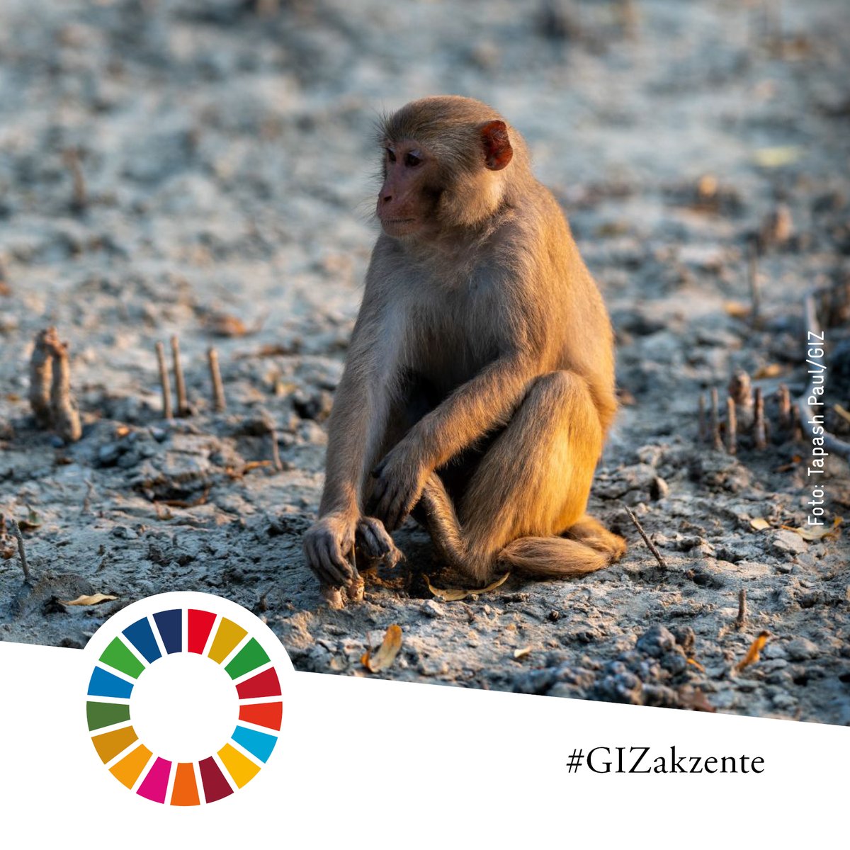 🌳 Die Sundarbans sind der größte Mangrovenwald der Welt – wir setzen uns für ihren Erhalt und ihre Artenvielfalt ein. #GIZakzente hat die Magie des Ortes in wunderschönen Bildern eingefangen: akzente.giz.de/de#mangrove

#SDG15