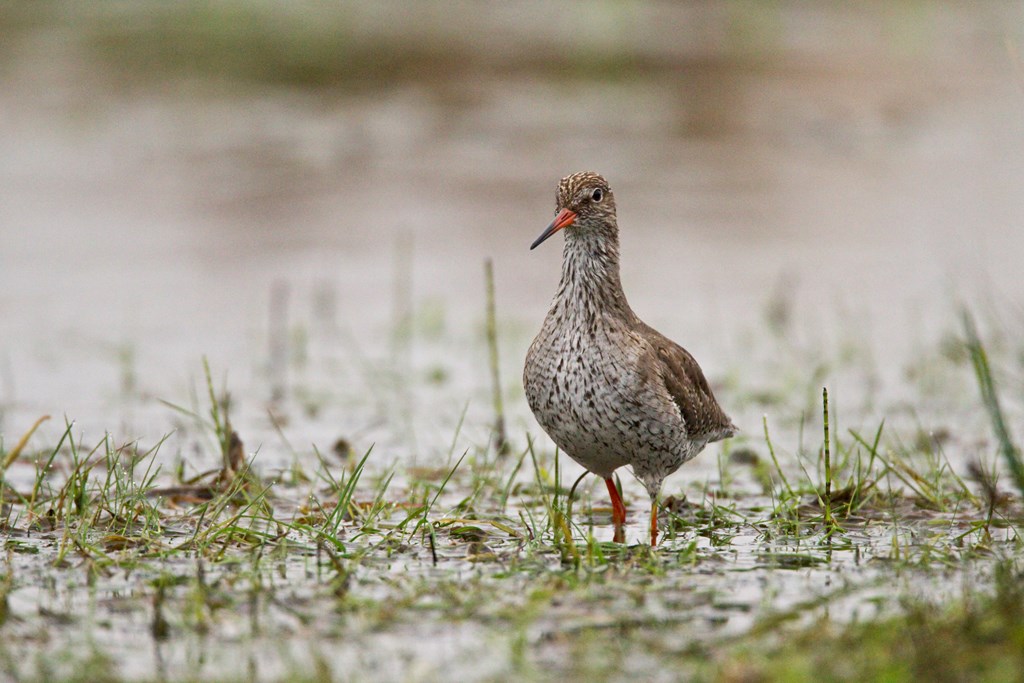 📣Less than one week to apply! We're looking for a Conservation Scientist with a background in ecology, #AppliedStatistics, #RemoteSensing & #GIS 12 month contract modelling contrasting conservation strategies for #Waders. Apply👉bit.ly/3rDXYw3 #Ornithology PlsShare