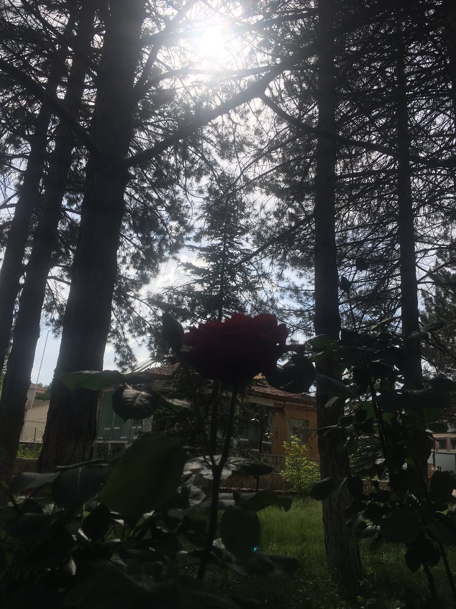 adaevrn's tweet photo. Göğe bak Umut Orda💙🍀 https://t.co/xDdUZ6UZim