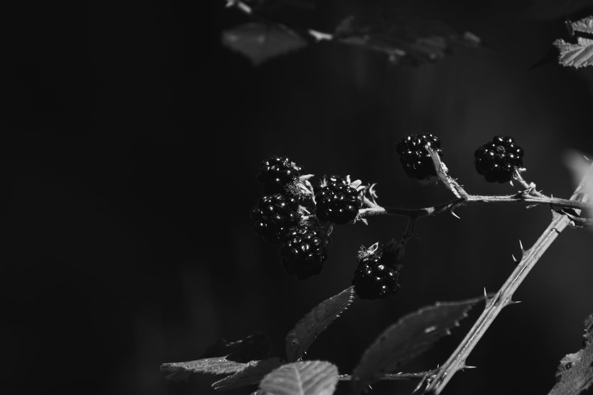 danclough6's tweet photo. Images of BlackBerries.
#fruits #Grown #Australia #Photoshop #photography #foodphotography #blackandwhitephotography #food #berries https://t.co/0rt0aaAxKV