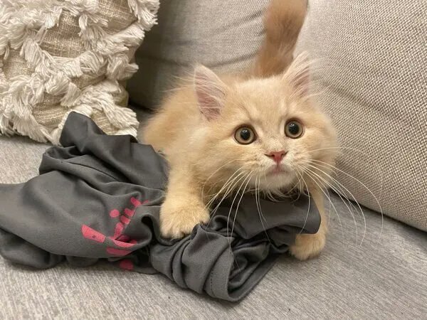 「ちゅ〜る」をこぼした服を大事そうに抱える子猫 「絶対に渡さない」と言わんばかりの表情にクスッ!|ねこのきもちWEB MAGAZINE 