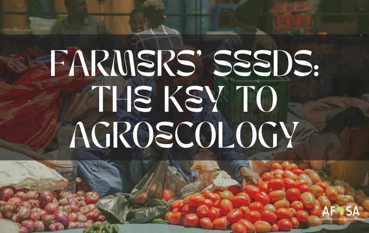 📢 Dive into the final episode of 'THE LAST SEED' film. FARMERS' SEEDS: THE KEY TO AGROECOLOGY Discover the resilience of Farmers' Seeds and the transformative potential of #agroecology. 'They tried to bury us, they didn't know we were seeds.' youtu.be/uEd3XwNjJfs
