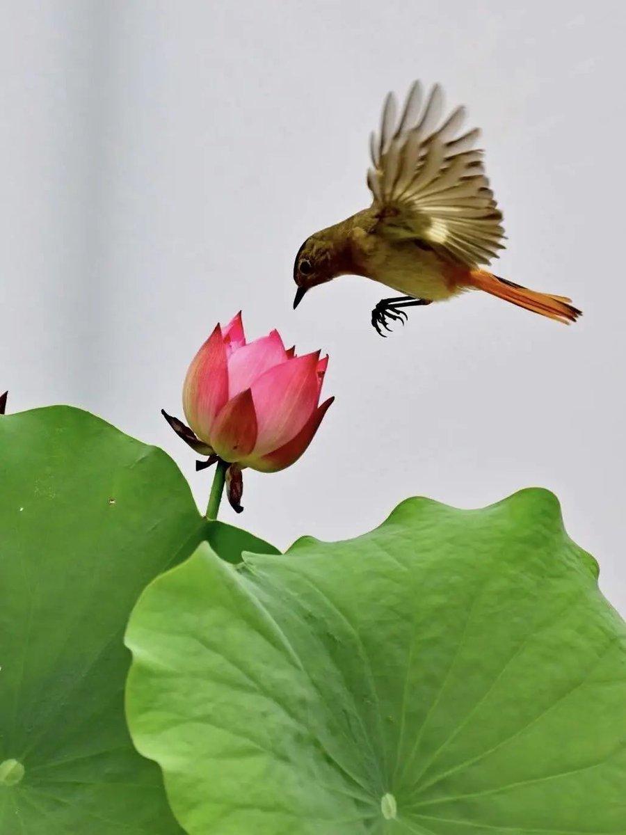 ZaozhuangChina's tweet photo. Captured by a camera in Longhe Wetland of #Shanting District, #Zaozhuang, behold the mesmerizing Daurian redstarts dancing gracefully among the lotuses! Such a captivating sight of these cute birds in their natural habitat. #BirdWatching #WildlifePhotography #NatureBeauty https://t.co/fqWPEeAv2b
