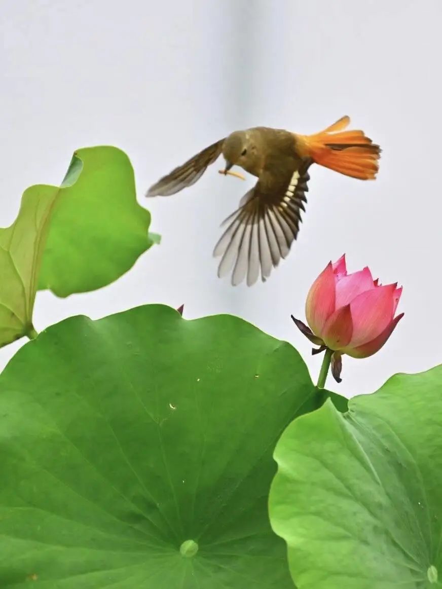 ZaozhuangChina's tweet photo. Captured by a camera in Longhe Wetland of #Shanting District, #Zaozhuang, behold the mesmerizing Daurian redstarts dancing gracefully among the lotuses! Such a captivating sight of these cute birds in their natural habitat. #BirdWatching #WildlifePhotography #NatureBeauty https://t.co/fqWPEeAv2b