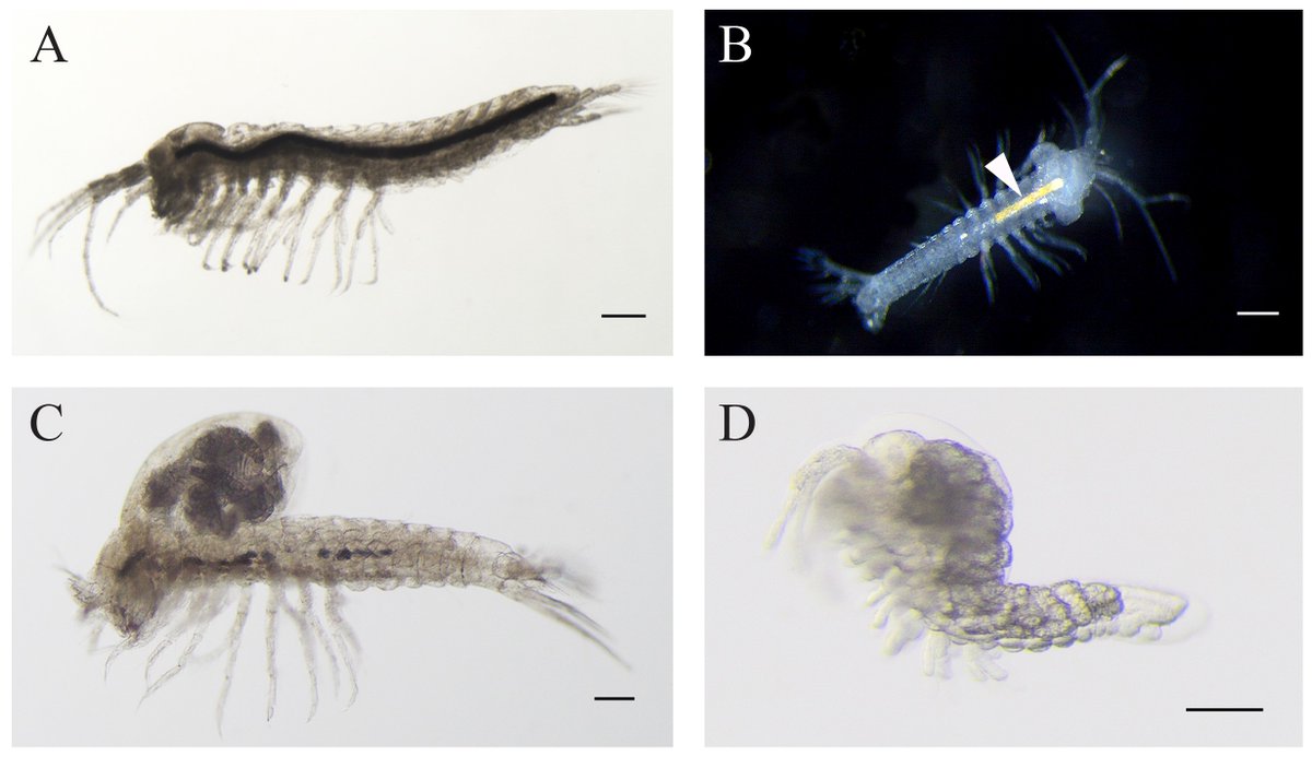 Tamar Guy-Haim (@tamarguyhaim) on Twitter photo Our study on the #subterranean sulfide shrimp Tethysbaena from Ayyalon #cave and the #DeadSea Rift is available as preprint: biorxiv.org/content/10.110โฆ
we used their phylogeny to test Levantine biogeographic paradigms
<a href="/IOLR_Israel/">IOLR ืืงืจ ืืืื ืืืืืื ืืืฉืจืื (ืืื"ื)</a> <a href="/ArseniyMorov/">Arseniy R. Morov</a> <a href="/orenkolodny/">oren kolodny</a> Our study on the #subterranean sulfide shrimp Tethysbaena from Ayyalon #cave and the #DeadSea Rift is available as preprint: biorxiv.org/content/10.110โฆ
we used their phylogeny to test Levantine biogeographic paradigms
<a href="/IOLR_Israel/">IOLR ืืงืจ ืืืื ืืืืืื ืืืฉืจืื (ืืื"ื)</a> <a href="/ArseniyMorov/">Arseniy R. Morov</a> <a href="/orenkolodny/">oren kolodny</a>