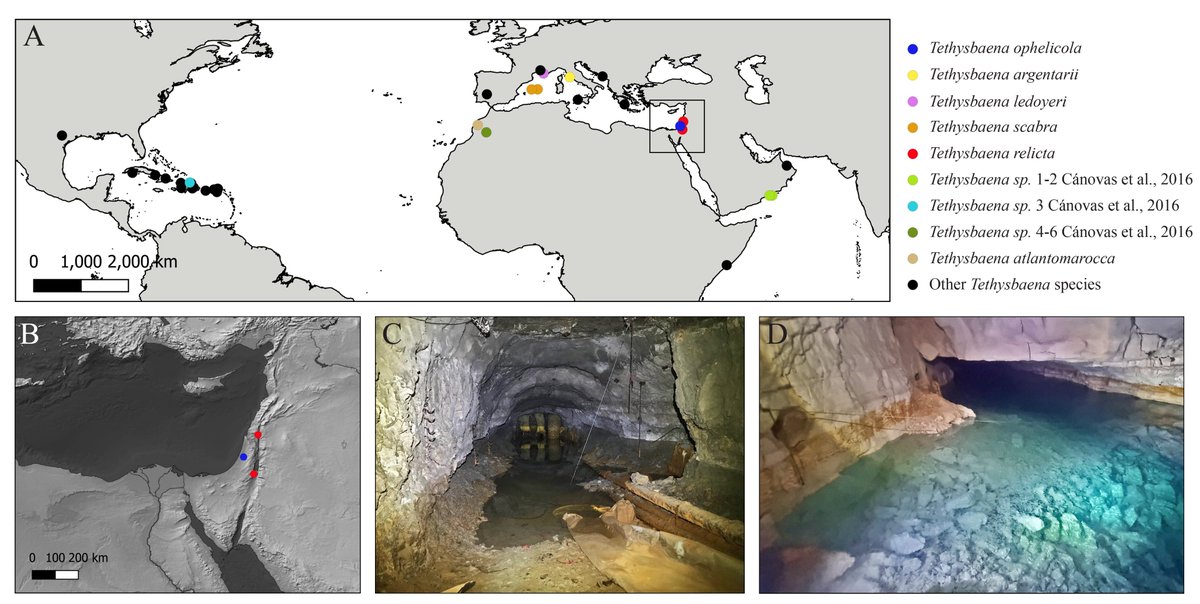 Using a molecular clock, we found a two-stage colonization pattern: a late #Oligocene transgression, through a marine gulf extending from the Arabian Sea, leading to colonization in the Dead Sea-Jordan Rift Valley, and a #Miocene transgression in the emerging #Mediterranean