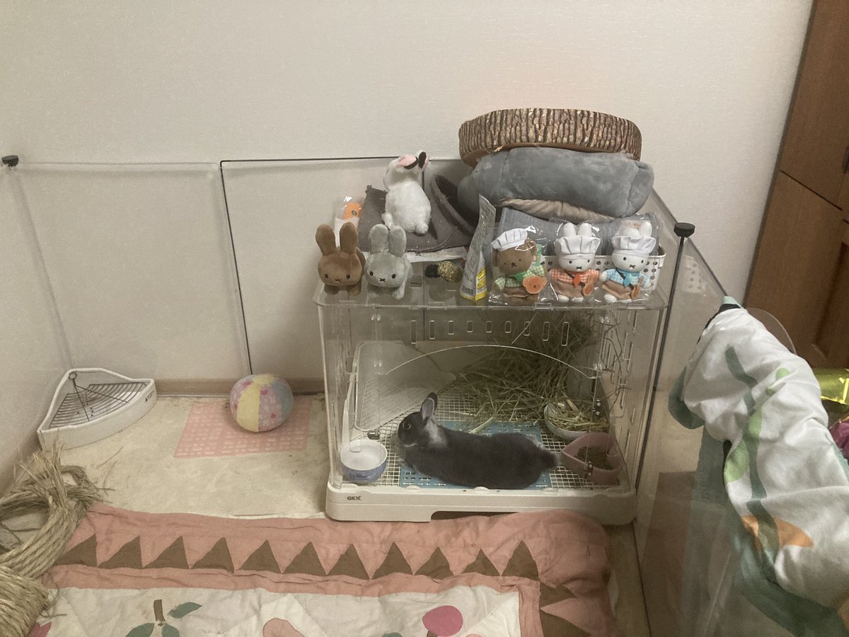 rabbit_mi_malon's tweet photo. こんにちは♪
ネザーランドドワーフのみぃちゃん2歳4ヶ月です。
クーラーも付けてますが…暑さでだらけてます。
#うさぎのいる暮らし 
#うさぎ好きさんと繋がりたい https://t.co/KOgBAtk64O
