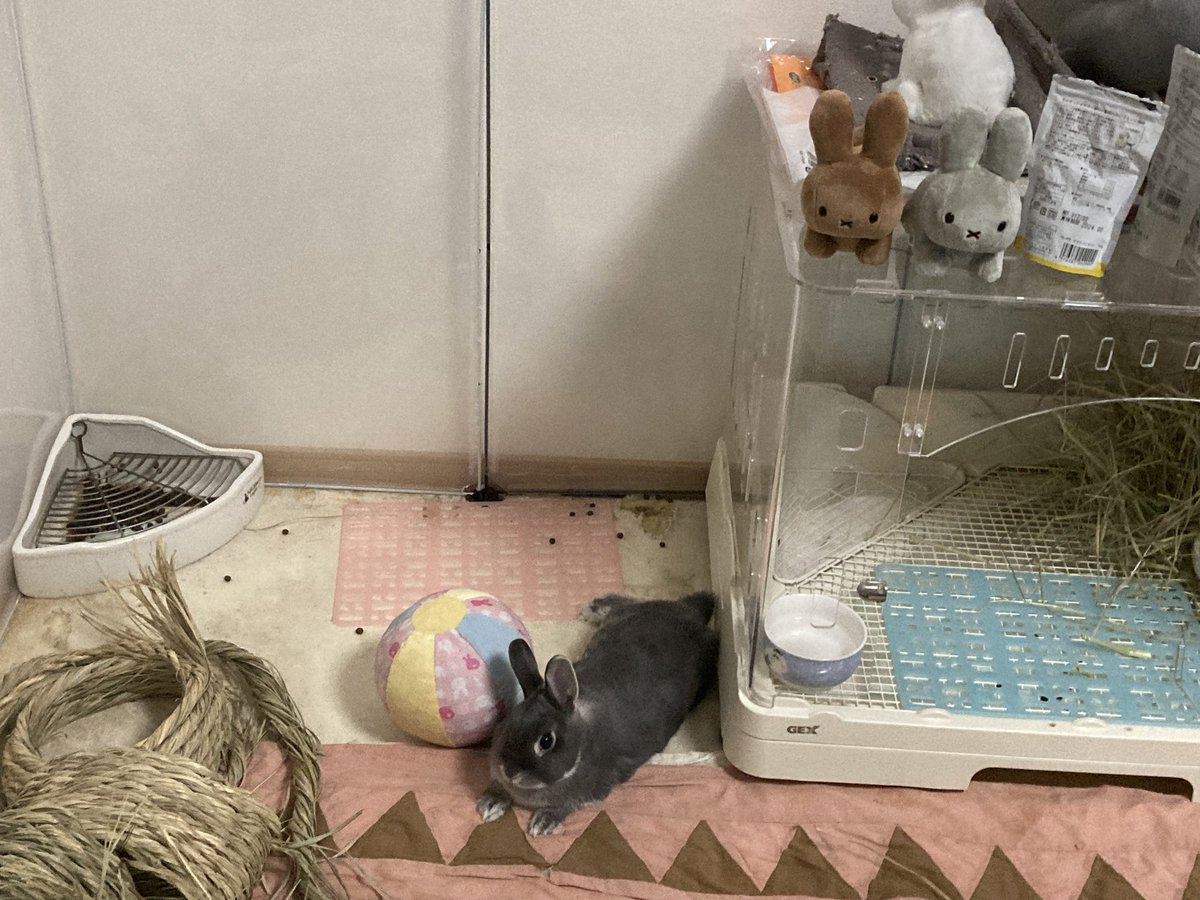 rabbit_mi_malon's tweet photo. こんにちは♪
ネザーランドドワーフのみぃちゃん2歳4ヶ月です。
クーラーも付けてますが…暑さでだらけてます。
#うさぎのいる暮らし 
#うさぎ好きさんと繋がりたい https://t.co/KOgBAtk64O